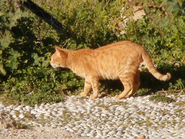 Marmelade Cat default alt text
