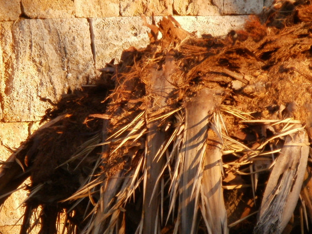 Palm Down edge of the crown of a lopped-off date palm